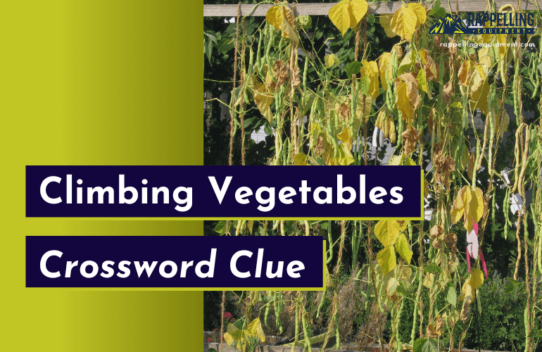 Climbing Vegetables Crossword Clue (Right Answers)